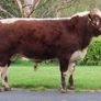 Pedigree Irish Moiled heifer Image 5