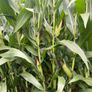 Maize Silage Image 2