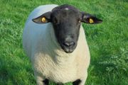 Charollais Rams Suffolk Rams