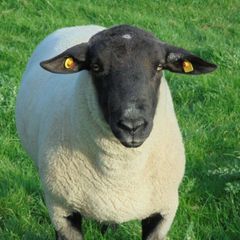 Charollais Rams Suffolk Rams