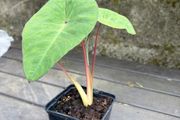 colocasia esculenta pink china