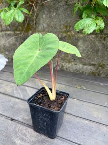 colocasia esculenta pink china
