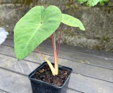colocasia esculenta pink china