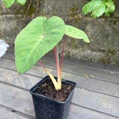 colocasia esculenta pink china
