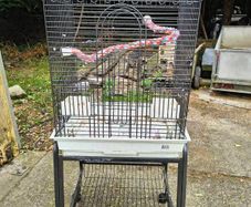 Parrot Cage