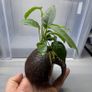 Coconut with Two Anubias Plants Image 4