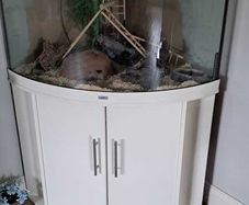 Lizard /snake enclosure