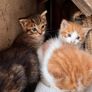 Kittens Image 7