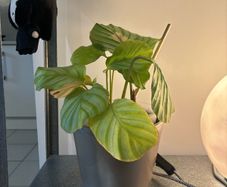 Calathea Orbifolia Plant with Ceramic Planter