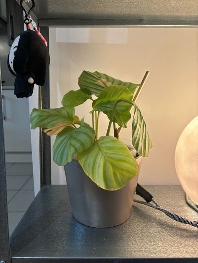 Calathea Orbifolia Plant with Ceramic Planter