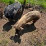 2 x Kunekune Pigs Image 2