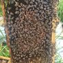 Poly National Hive with Established Colony Image 3