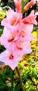 Gladiolus Maximus Pink Fancy