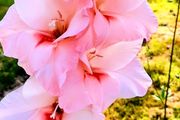 Gladiolus Maximus Pink Fancy