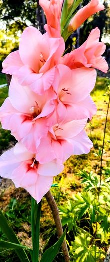 Gladiolus Maximus Pink Fancy