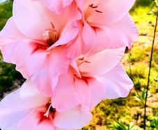 Gladiolus Maximus Pink Fancy