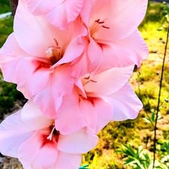 Gladiolus Maximus Pink Fancy