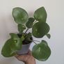 Pillea/ Chenes Money Plant Image 2