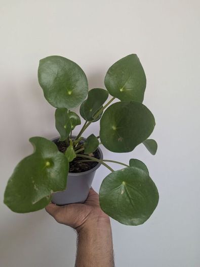 Pillea/ Chenes Money Plant