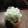 faux succulent plant in ceramic pot Image 2