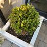 White Wooden Planter Image 4