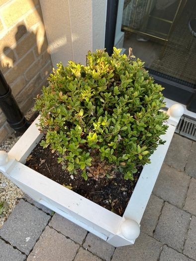 White Wooden Planter