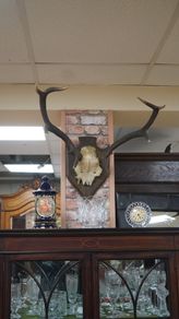 French Oak Antler Wall Mount 1