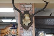 French Oak Antler Wall Mount 1