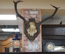 French Oak Antler Wall Mount 1