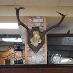 French Oak Antler Wall Mount 1