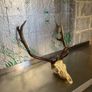 Deer head Image 2