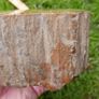 210 Million Year Old Understood WOOD Fossil from Triassic Arizona 2,335gr Image 5