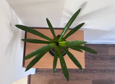 Red bromeliad