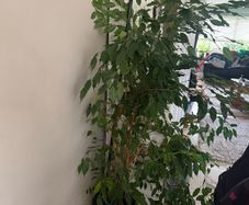ficus Benjamina large