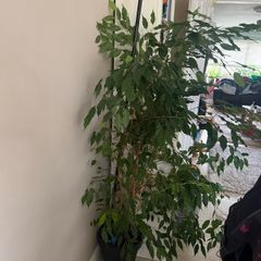 ficus Benjamina large