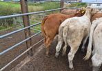 12 heifers