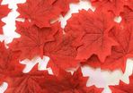 Maple Leaves