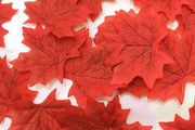 Maple Leaves
