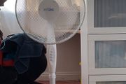 fan
