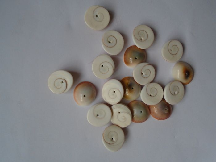 Jewellery making supplies, Beads. Shiva eye shell beads.Shell beads,Craft supplies