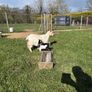 Pygmy goats  female kids Image 6