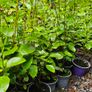 Two Foot Griselina Hedging Plants Image 10