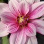Plant Sale Image 5