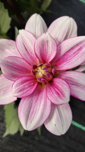 Plant Sale