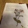 Cross Stitch Herbs, Fruit and Flowers by Sophie Helene (2011) Image 6