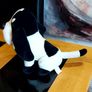 Bassett  Hound  Hush Puppies Image 2