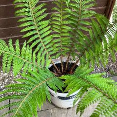 Dicksonia antarctica - Big Soft Tree-Fern 10 litre pot