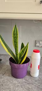 Snake plant