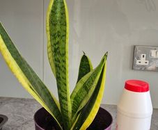 Snake plant