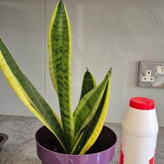 Snake plant